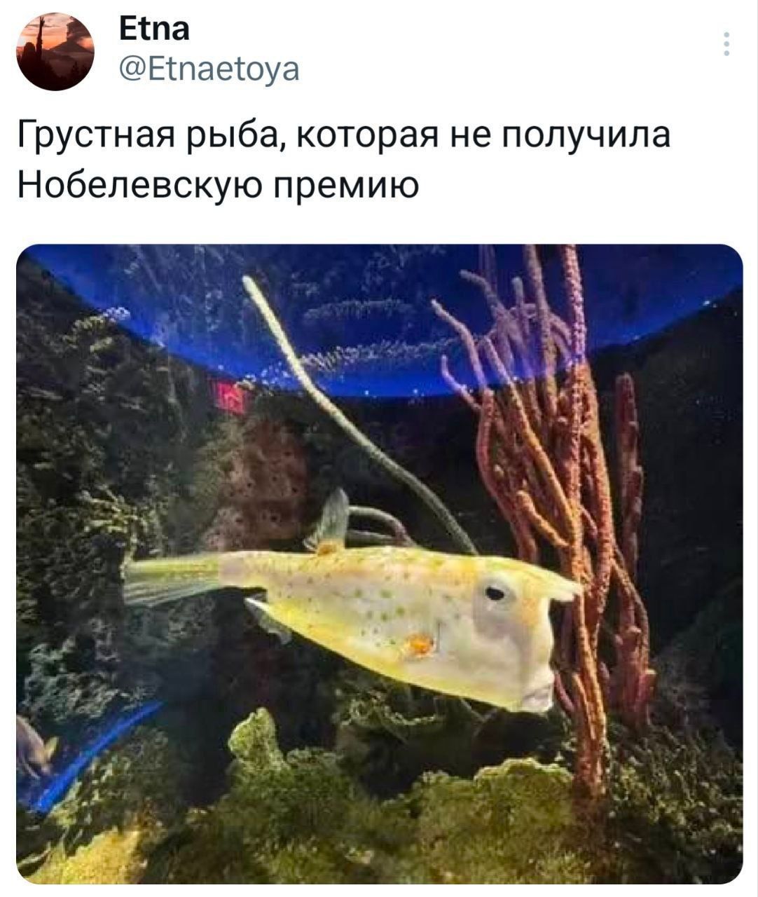 Грустная рыба, которая не получила Нобелевскую премию