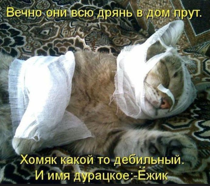 Вечно они всю дрянь в дом прут. Хомяк какой-то дебильный. И имя дурацкое: Ежик.