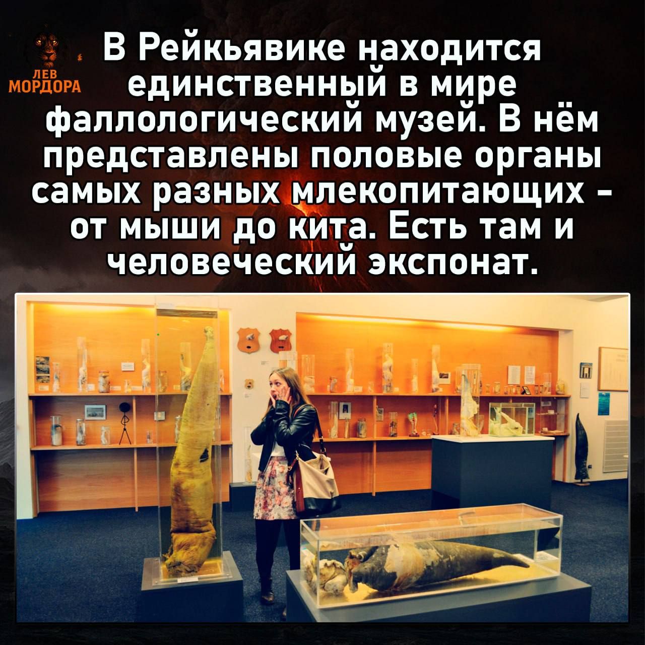 В Рейкьявике находится единственный в мире фалломорлогический музей. В нём представлены половые органы самых разных млекопитающих – от мыши до кита. Есть там и человеческий экспонат.