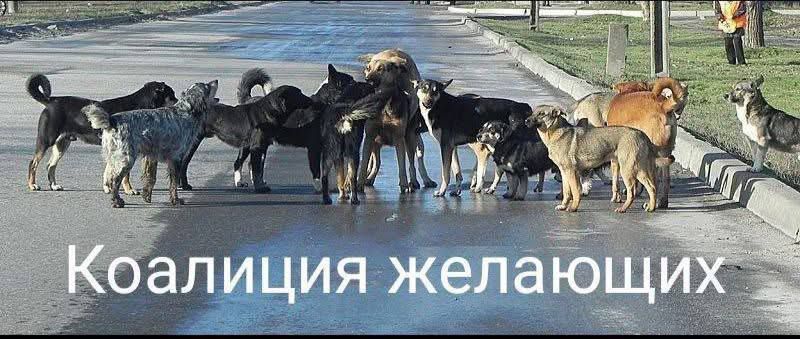 Коалиция желающих