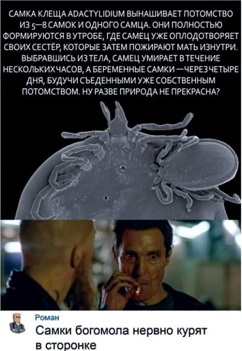 САМКА КЛЕЩА ADACTYLIDIUM ВЫНУШИВАЕТ ПОТОМСТВО ИЗ 5–8 САМOK И ОДНОГО САМЦА. ОНИ ПОЛНОСТЬЮ ФОРМИРУЮТСЯ В УТРОБЕ, ГДЕ САМЕЦ УЖЕ ОПЛОДОТВОРЯЕТ СВОИХ СЕСТЕР, КОТОРЫЕ ЗАТЕМ ПОЖИРАЮТ МАТЬ ИЗНУТРИ. ВЫБРАВШИСЬ ИЗ ТЕЛА, САМЕЦ УМИРАЕТ В ТЕЧЕНИЕ НЕСКОЛЬКИХ ЧАСОВ, А БЕРЕМЕННЫЕ САМКИ — ЧЕРЕЗ ЧЕТЫРЕ ДНЯ, БУДЯ СЪЕДЕННЫМИ УЖЕ СОБСТВЕННЫМ ПОТОМСТВОМ. НУ РАЗВЕ ПРИРОДА НЕ ПРЕКРАСНА?

Самки богомола нервно курят в стороне.