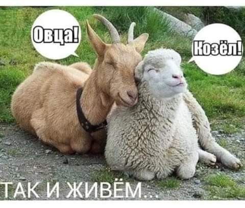 Овца! Козёл! ТАК И ЖИВЁМ...