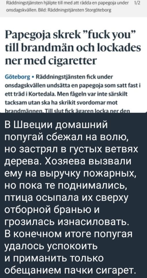 В Швеции домашний попугай сбежал на волю, но застрял в густых ветвях дерева. Хозяева вызвали пожарных, но пока не поднимались, птица осыпала их сверху отбросной браню и грозилась изнасиловать. В конечном итоге попугай удаалось успокоить и приманить только обещанием пачки сигарет.