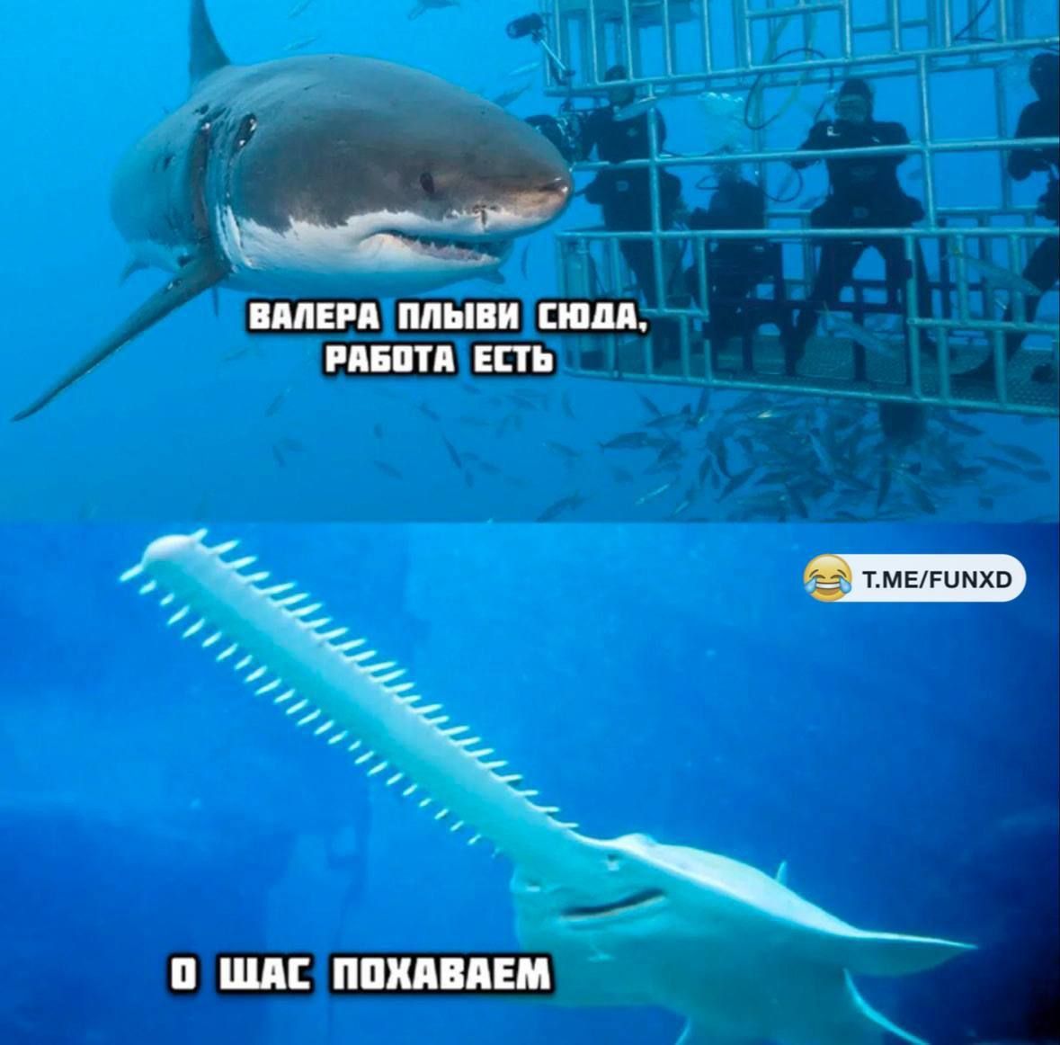 ВАЛЕРА ПЛЫВИ СЮДА, РАБОТА ЕСТЬ
О ШАС ПОХАВЕМ