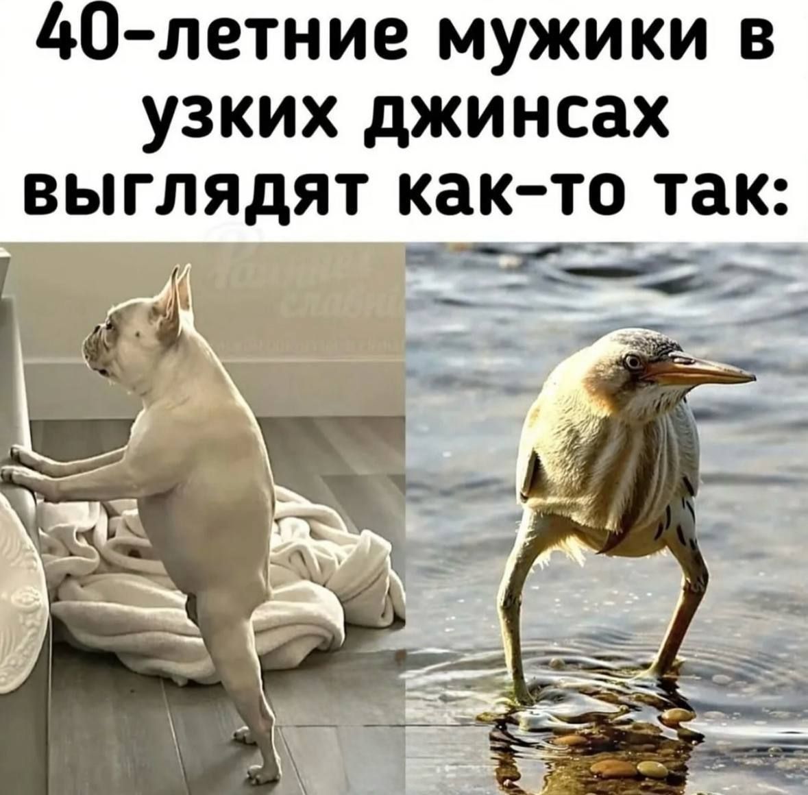 40-летние мужики в узких джинсах выглядят как-то так: