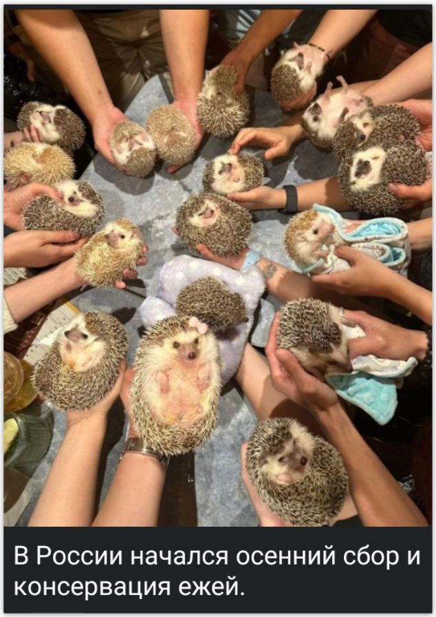 В России начался осенний сбор и консервация ёжей.