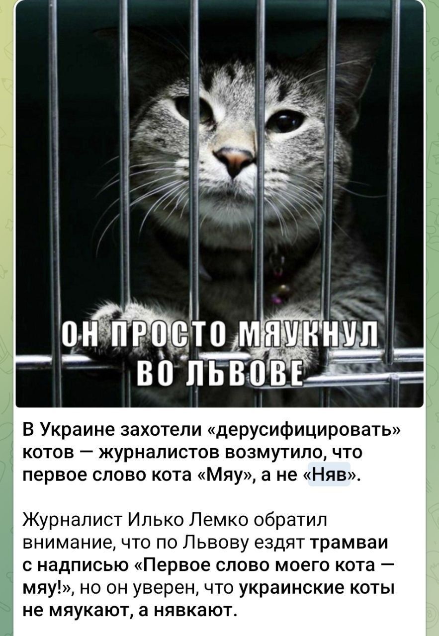 ОН ПРОСТО МЯУКНУЛ ВО ЛЬВОВЕ
В Украине захотели «дерусифицировать» котов — журналистов возмутило, что первое слово кота «мяу», а не «няв». Журналист Илько Лемко обратил внимание, что по Львову ездят трамваи с надписью «Первое слово моего кота — мяу!», но он уверен, что украинские коты не мяукают, а нявкают.
