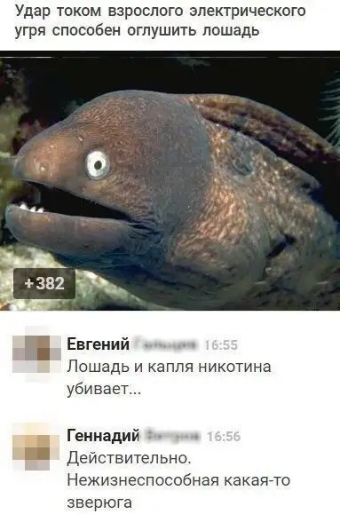 Удар током взрослого электрического угря способен оглушить лошадь
+382
Евгений: Лошадь и капля никотина убивает...
Геннадий: Действительно. Не жизнеспособная какая-то зверь