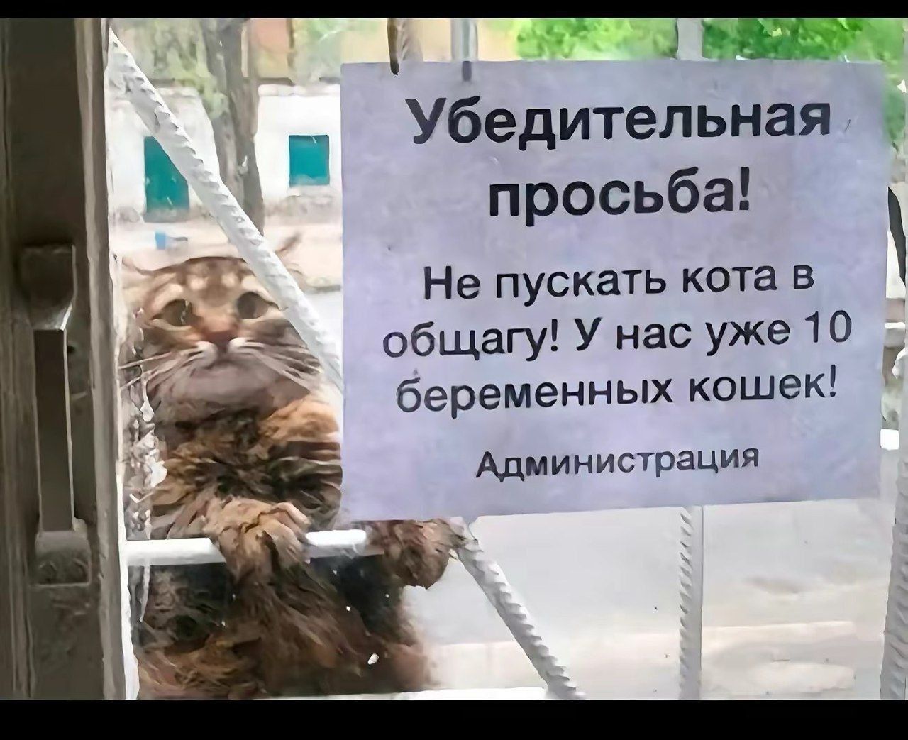 Убедительная просьба! Не пускать кота в общагу! У нас уже 10 беременных кошек! Администрация