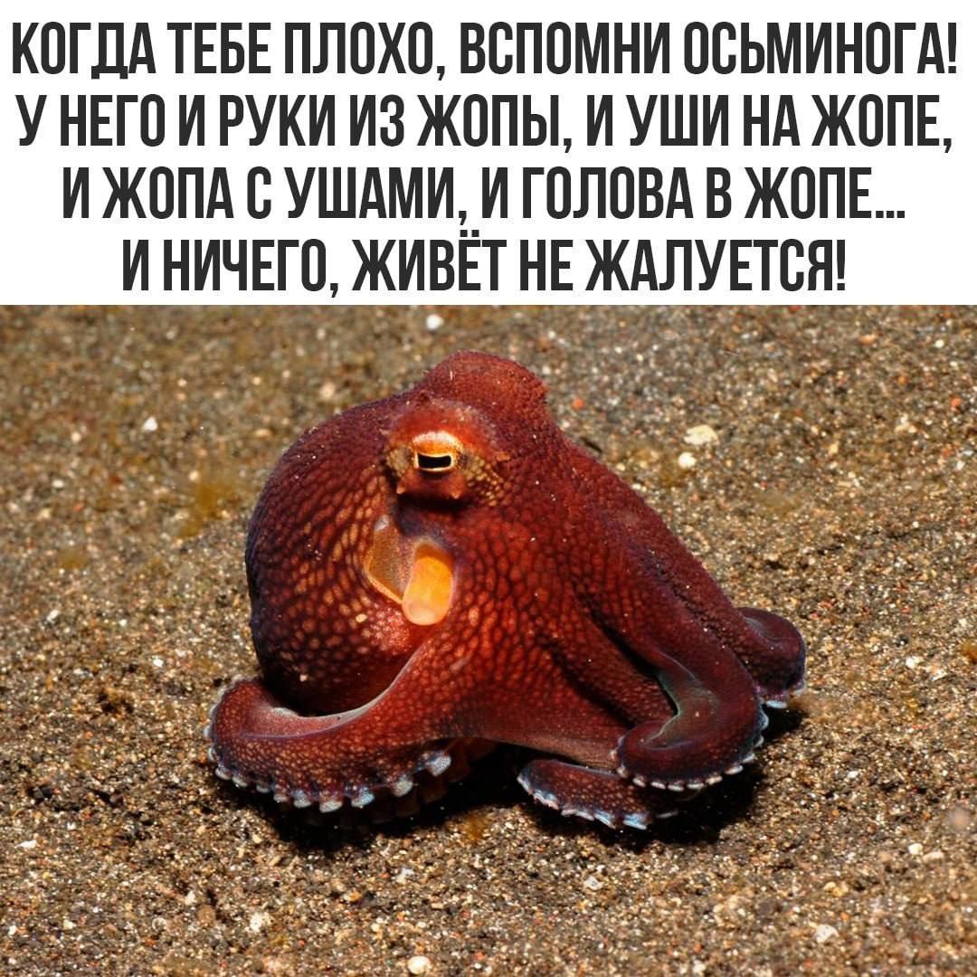 КОГДА ТЕБЕ ПЛОХО, ВСПОМНИ ОСЬМИНОГА! У НЕГО И РУКИ ИЗ ЖОПЫ, И УШИ НА ЖОПЕ, И ЖОПА С УШАМИ, И ГОЛОВА В ЖОПЕ... И НИЧЕГО, ЖИВЁТ НЕ ЖАЛУЕТСЯ!