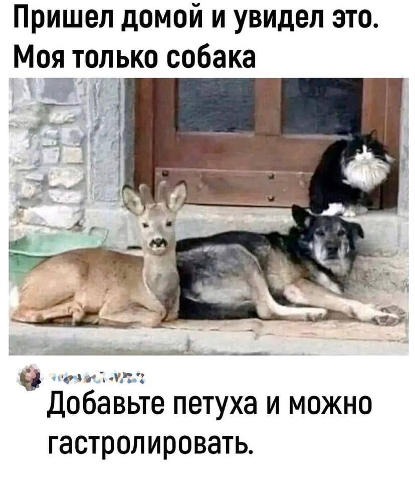 Пришел домой и увидел это. Моя только собака
Добавьте петуха и можно гастролировать.