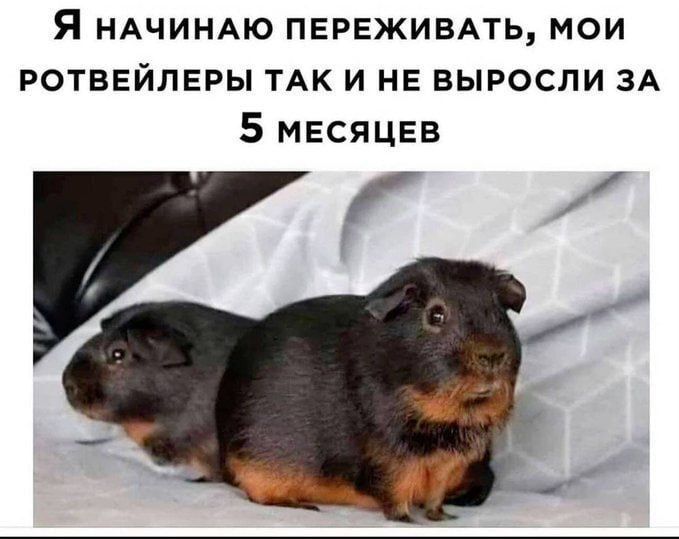 Я начинаю переживать, мои ротвейлеры так и не выросли за 5 месяцев