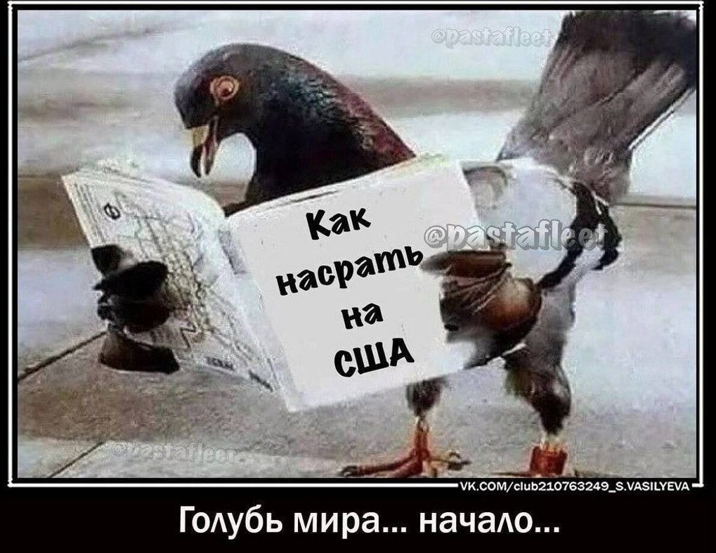 Как насрать на США
Голубь мира... начало...