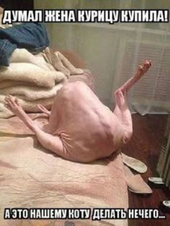 ДУМАЛ ЖЕНА КУРИЛУ КУПИЛА! А ЭТО НАШЕМУ КОТУ ДЕЛАТЬ НЕЧЕГО...