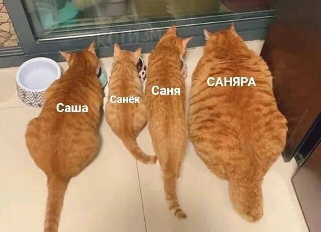 Саша, Санёк, Саня, САНЯ