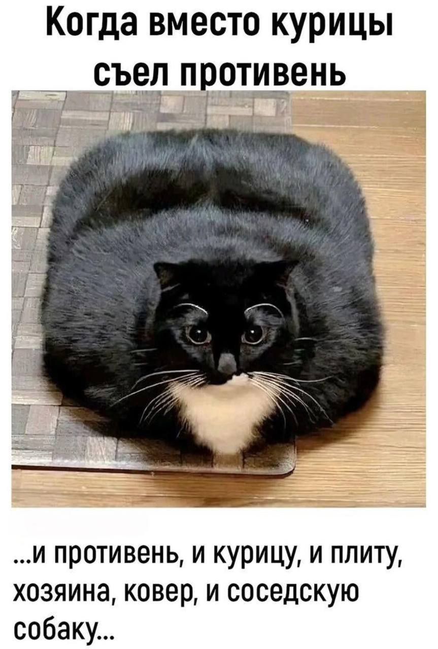 Когда вместо курицы съел протеин ... и протеин, и курицу, и плиту, хозяина, ковер, и соседскую собаку...