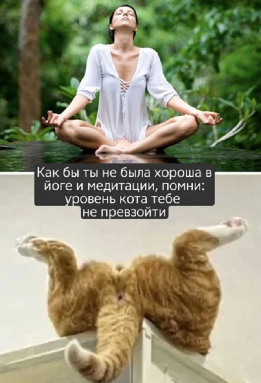 Как бы ты не была хороша в йоге и медитации, помни: уровень кота тебе не превзойти