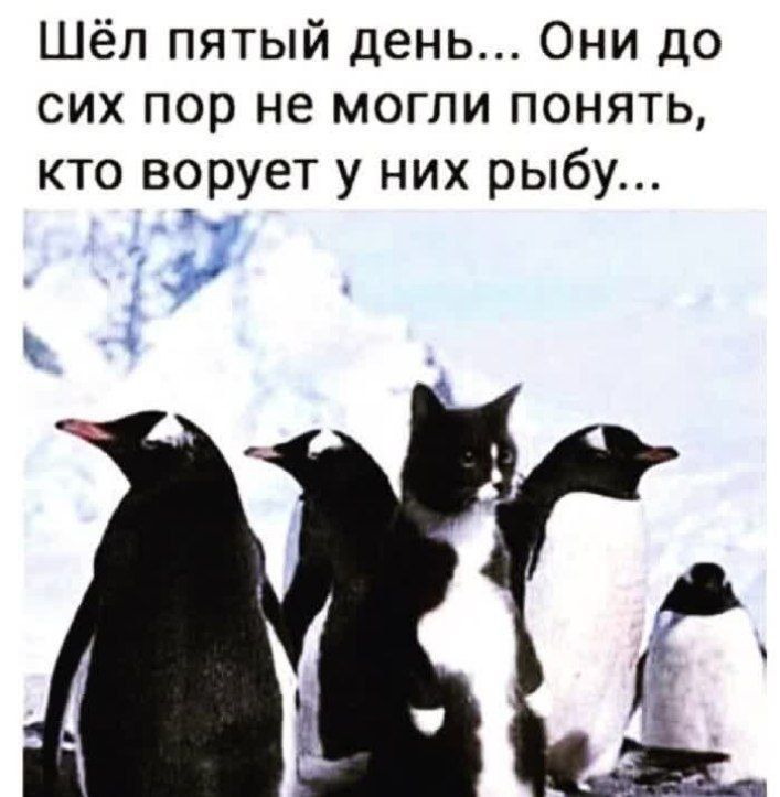 Шёл пятый день... Они до сих пор не могли понять, кто ворует у них рыбу...