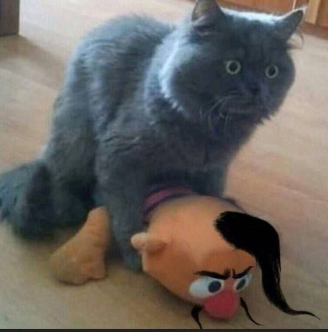 серый кот с забавной головной игрушкой у лап