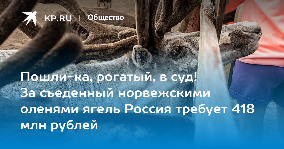 Пошли-ка, рогатый, в суд! За съеденный норвежскими оленями ягель Россия требует 418 млн рублей