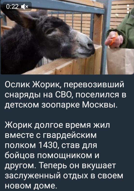 Осик Жорик, перевозивший снаряды на СВО, поселился в детском зоопарке Москвы.\nЖорик долгое время жил вместе с гвардейским полком 1430, став для бойцов помощником и другом. Теперь он вкусает заслуженный отдых в своем новом доме.