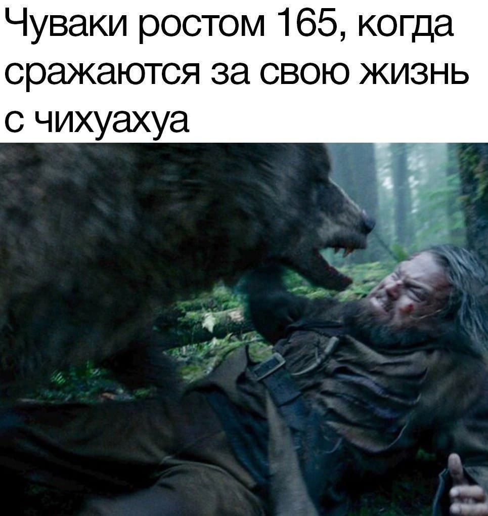 Чуваков ростом 165, когда сражаются за свою жизнь с чихуахуа