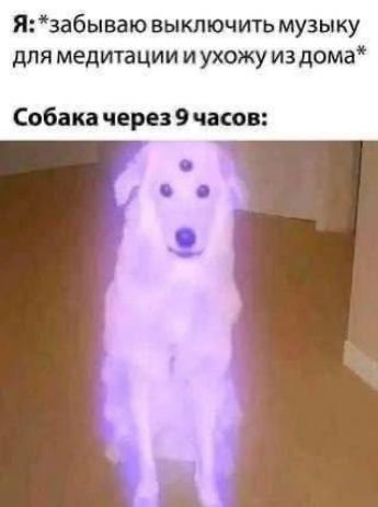Я: *забываю выключить музыку для медитации и ухожу из дома*\nСобака через 9 часов: