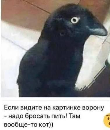 Если видите на картинке ворону - надо бросать пить! Там вообще-то кот))