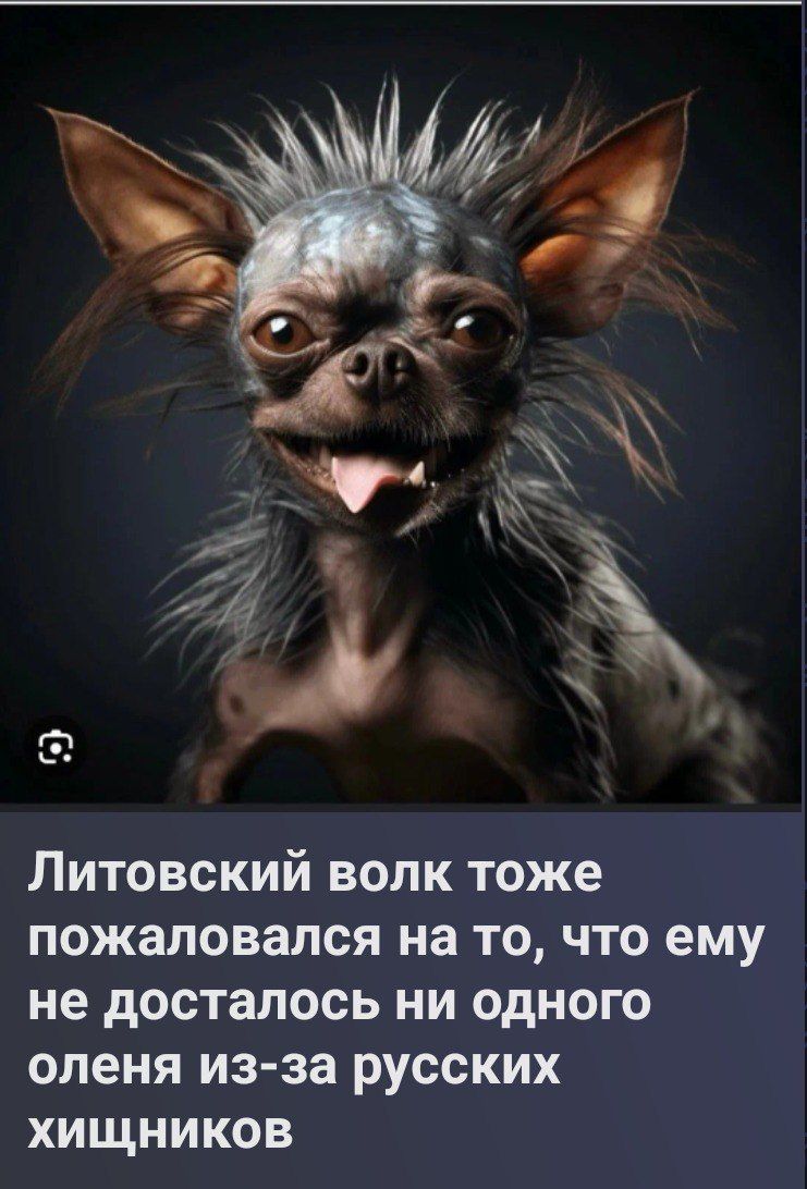 Литовский волк тоже пожаловался на то, что ему не досталось ни одного оленя из-за русских хищников