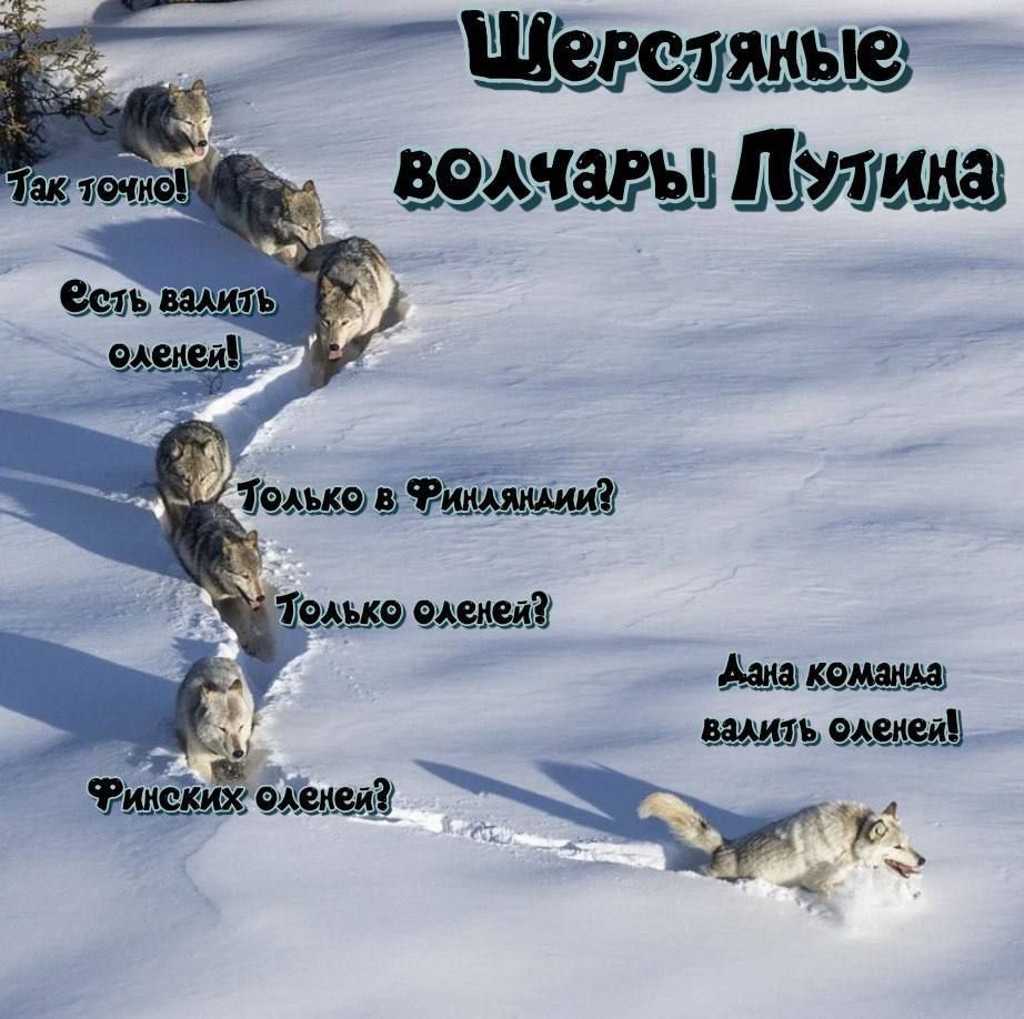 Шерстяные волчары Путина. Так точно! Есть валить оленей! Только в Финляндии? Только оленей? Финских оленей? А команда валить оленей!