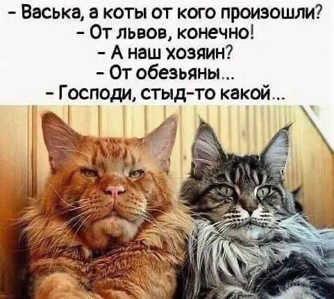 - Васька, а коты от кого произошли?
- От львов, конечно!
- А наш хозяин?
- От обезьяны...
- Господи, стыд-то какой...
