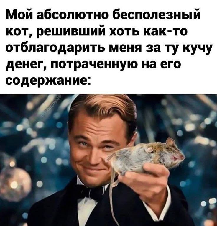 Мой absolutely бесполезный кот, решивший хоть как-то отблагодарить меня за ту кучу денег, потраченную на его содержание:
