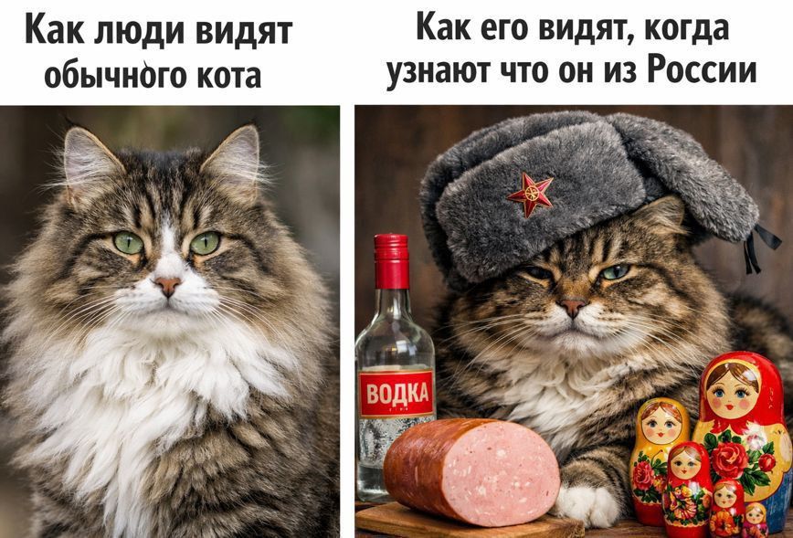 Как люди видят обычного кота
Как его видят, когда узнают что он из России