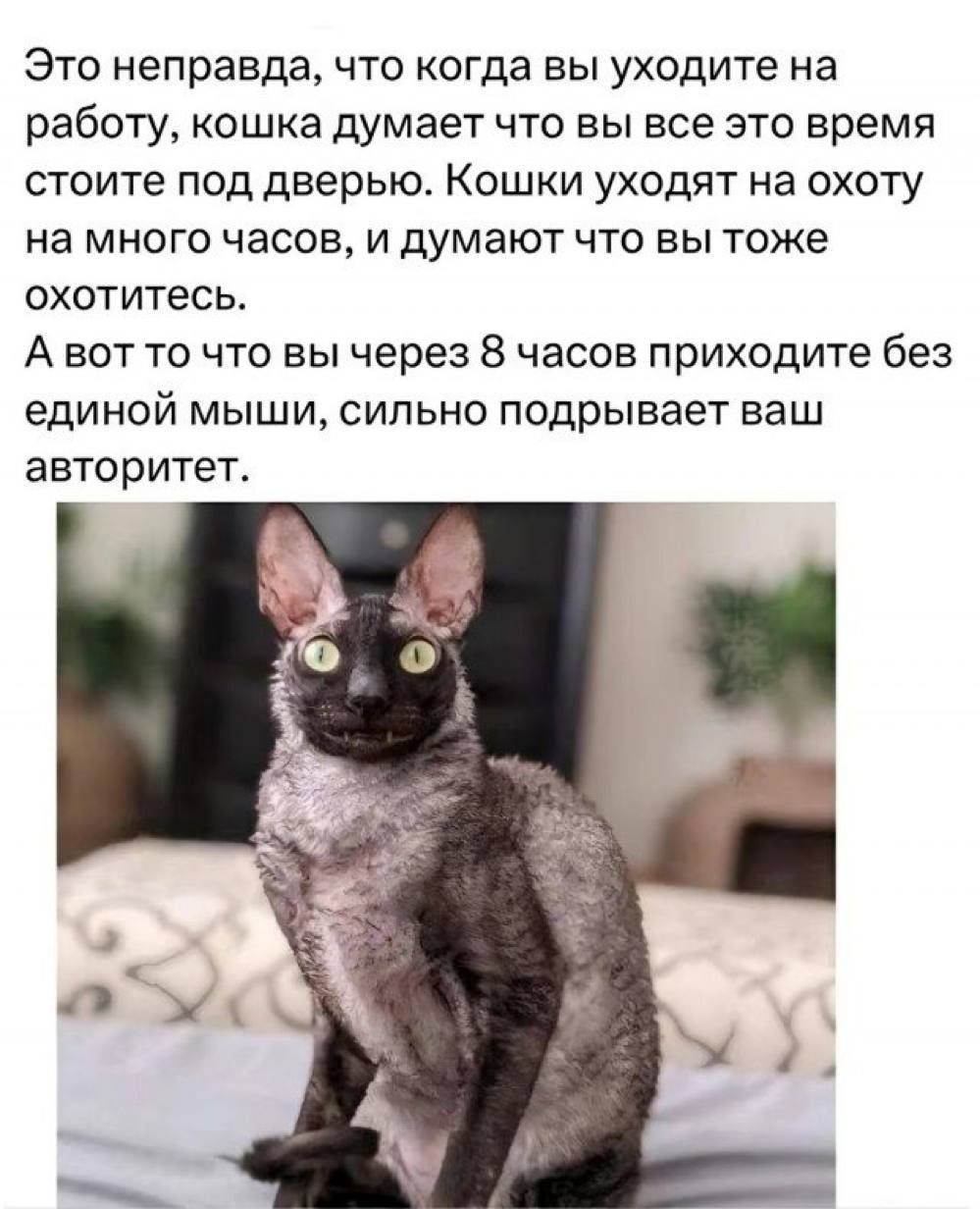 Это неправда, что когда вы уходите на работу, кошка думает что вы все это время стоите под дверью. Кошки уходят на охоту на много часов, и думают что вы тоже охотитесь. А вот то что вы через 8 часов приходите без единой мыши, сильно подрывает ваш авторитет.
