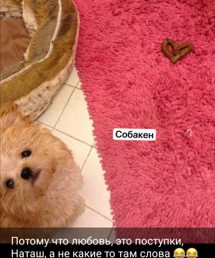 Собакен
Потому что любовь, это поступки, Наташ, а не какие то слова😂😂