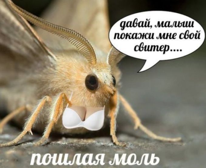 давай, малыш покажи мне свой свитер..... пошлая молль