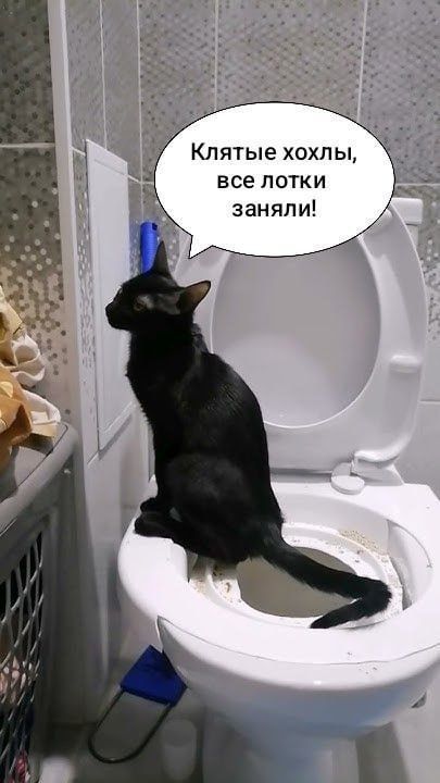 Клятые хохлы, все лотки заняли!