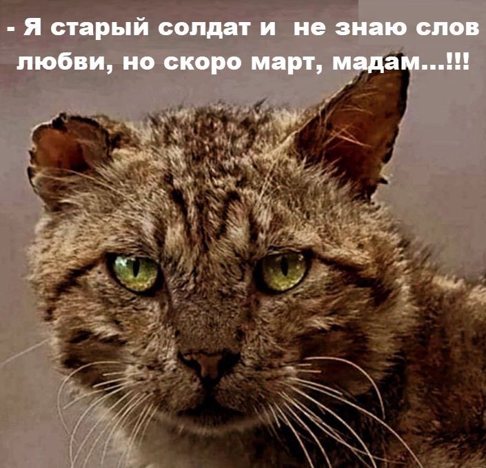 - Я старый солдат и не знаю слов любви, но скоро март, мадам...!!!