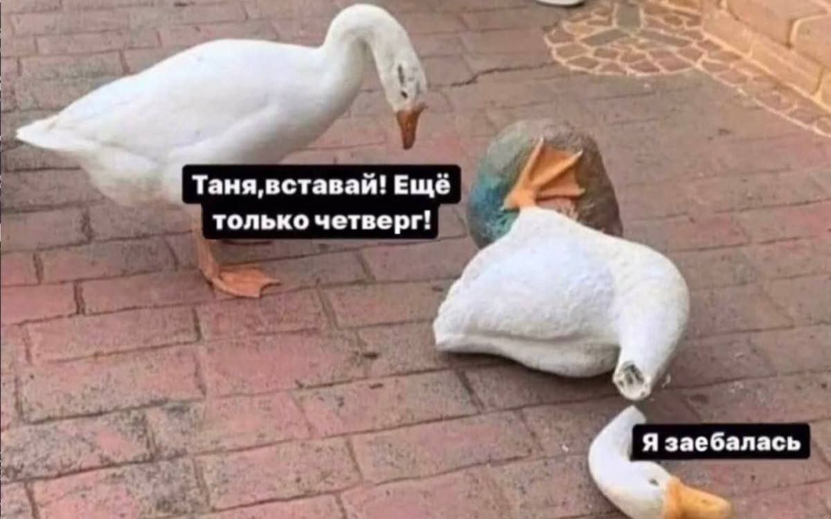 Таня, вставай! Еще только четверг! Я заебалась