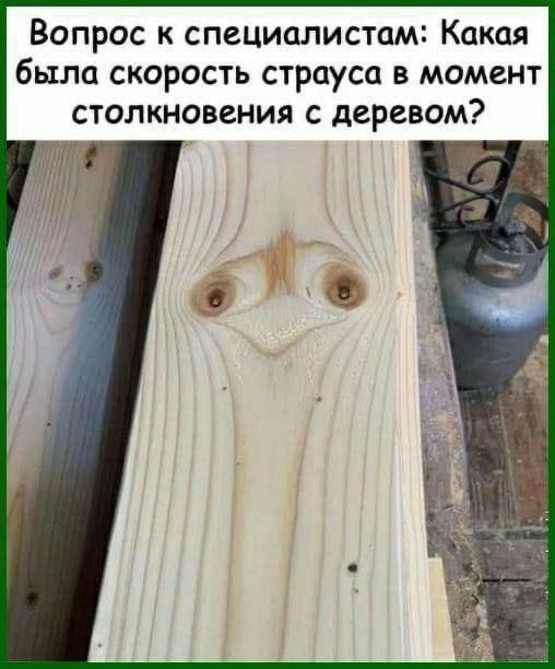 Вопрос к специалистам: Какая была скорость страуса в момент столкновения с деревом?