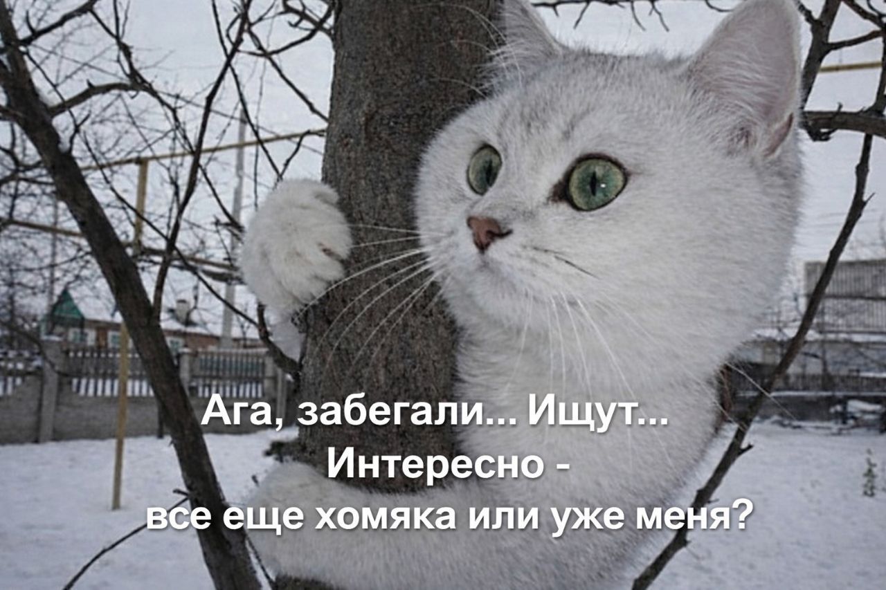 Ага, забегали... Ищут... Интересно - все еще хамяка или уже меня?