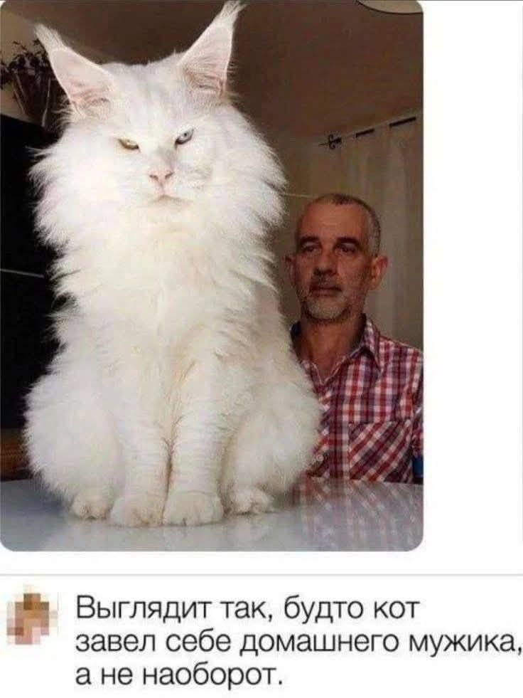 Выглядит так, будто кот завел себе домашнего мужика, а не наоборот.