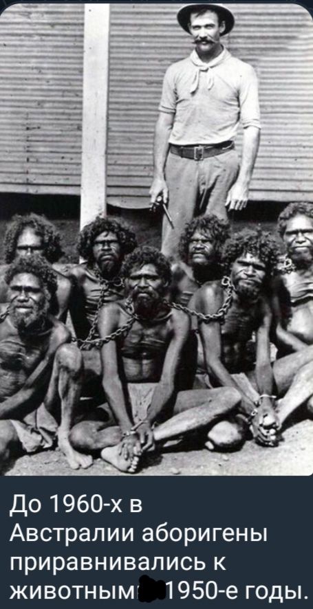 До 1960-х в Австралии аборигены привяивались к животным 1950-е годы.