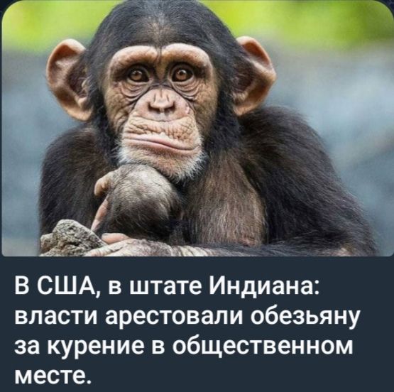 В США, в штате Индиана: власти арестовали обезьяну за курение в общественном месте.