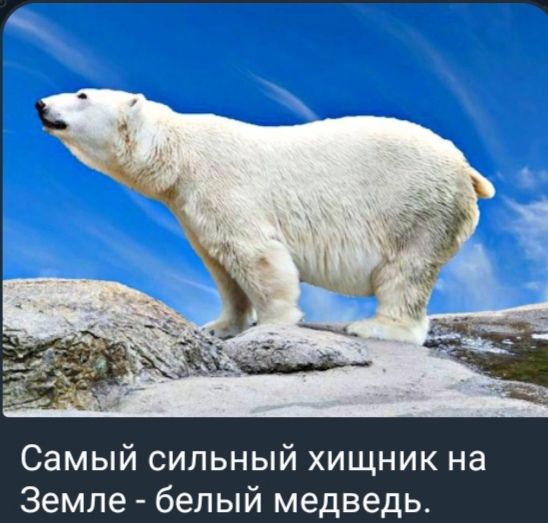 Самый сильный хищник на Земле - белый медведь.