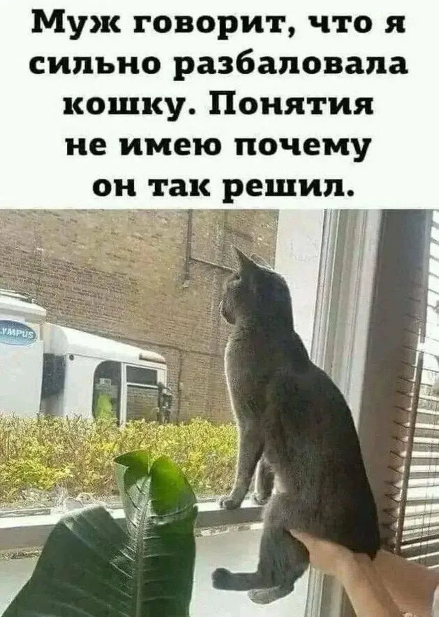Муж говорит, что я сильно разбаловала кошку. Понятия не имею почему он так решил.