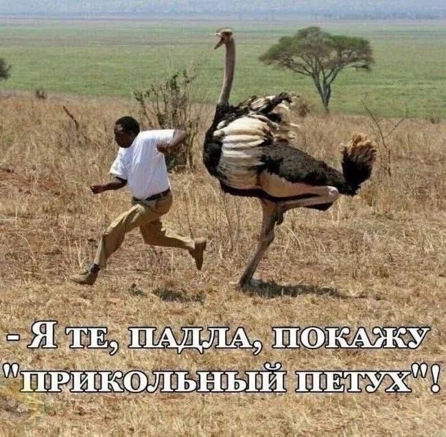 - Я ТЕ, ПАДЛА, ПОКАЖУ 