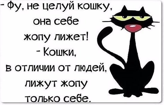 Фу не цепуй кошку она себе жопу лижет Кошки в отличии от людей пижут жопу только__себ_е
