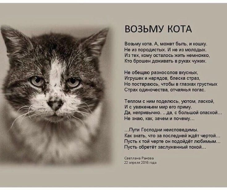 ВОЗЬМУ КОТА в д щшм тп Итпк шину пишит пикши к щщ ц ш уси п или ино лам а кг тщ Т пппи иии тд я и ш щ и На шипит щ или или а ш шмат твт рмтдщтшмщ тп верни шт на