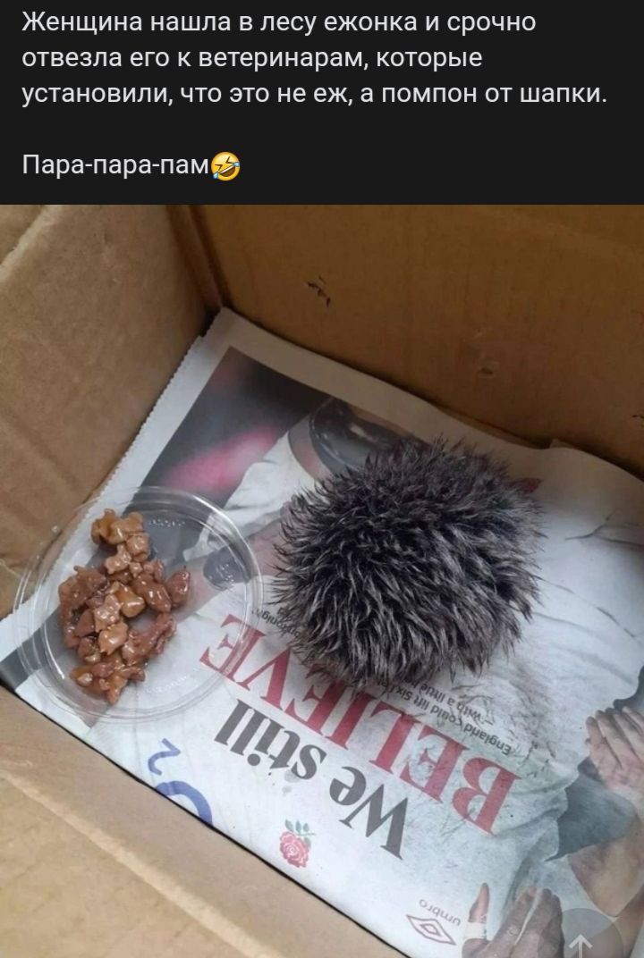 Женщина нашла в лесу ежонка и срочно отвезла его ветеринарам которые установили что это не еж а помпон от шапки Парагпарагпаме